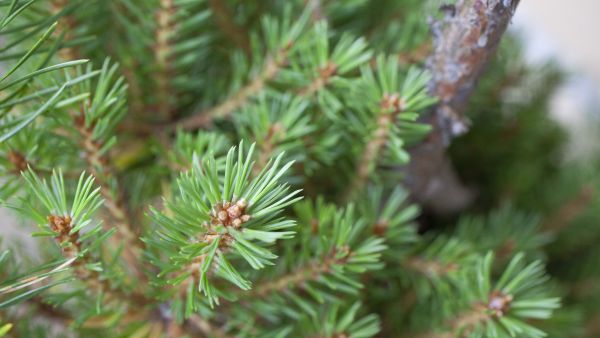 Männyn neulaset saattavat joskus yllättää kokeneenkin metsämiehen. (Kuvaaja: Mikko Riikilä)
