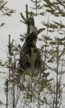 Tutkijoiden mukaan tietoa hirvien aiheuttamista vahingoista olisi olemassa. (Kuvaaja: Ari Komulainen)