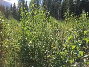 Mallinnustutkimusten mukaan avohakkuun jälkeen kestää jopa 20 vuotta ennen kuin aukea muuttuu puuston kasvun myötä hiilen lähteestä hiilinieluksi. Kuvassa eteläsuomalaisen kuusitaimikon puustoa ja kasvillisuutta viisi vuotta hakkuun jälkeen. (Kuvaaja: Valtteri Skyttä)