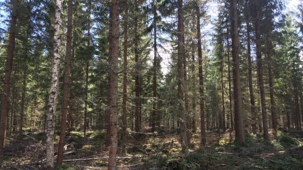 Hyväkasvuiset, tasaiset ja kivettömät maat, hyvät tieyhteydet sekä hoidettu puusto nostivat tilan hinnan huomattavan korkeaksi. (Kuvaaja: Teemu Saarinen)