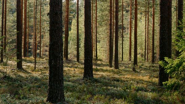 Henkilökohtainen metsäsuhde vaikuttaa siihen, miten tulkitsemme ympäristöämme. Esimerkiksi hoidettu talousmetsä voi merkitä taloudellista ja sosiaalista hyvinvointia tai sitten uhkaa metsälajistolle – riippuen siitä, millaisia arvoja ja merkityksiä katsojan oma metsäsuhde sisältää. (Kuvaaja: Timo Kilpeläinen / Suomen Metsämuseo Lusto)