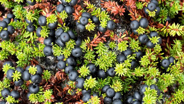 Etelänvariksenmarja tuottaa huonosti marjoja, mutta pohjanvariksenmarja on runsassatoinen. Kasvupaikat ovat mustanaan marjoja. (Kuvaaja: Hannu Eskonen)