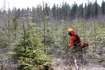 Taimikon harvennukseen voi nykyisen kemeralain mukaan hakea tukea siinä vaiheessa, kun tuetusta varhaishoidosta on kulunut vähintään seitsemän vuotta. Ensimmäiset seitsemän vuoden välillä tukea saavat kohteet voivat tulla työn alle vuonna 2022. (Kuvaaja: Sami Karppinen)