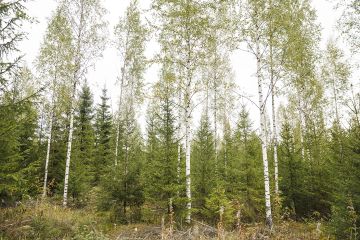 Koivuja pois, kuusille tilaa. Kaksijaksoisen metsän näkymää 1. harvennuksen jälkeen. Hakatuista puista tehtiin kelpo kauppa energiapuina. (Kuva Seppo Samuli)