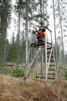 Kalikoiden kopsetta karkkoava hirvi tulee passiin yleensä hiljaa hissukseen. (Kuvaaja: Jere Malinen)