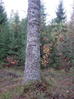 Viilulaadun koivutukki on helposti leimikon kallein puutavaralaji, mutta kertymä jää muutamiin runkoihin hehtaarilla. (Kuvaaja: Mikko Häyrynen)