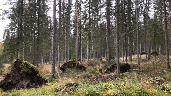 Viime kesän tuulien satoa. (Kuvaaja: Pentti Kurki)