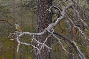 Metsänhaltia ilmestyy petäjän oksalle kuukkelin hahmossa. (Kuva: Jorma Luhta)