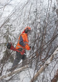 Nuorta metsää ryhdytään usein hoitamaan turhan myöhään. Se nostaa työn kustannuksia ja viivyttää runkojen järeytymistä.  