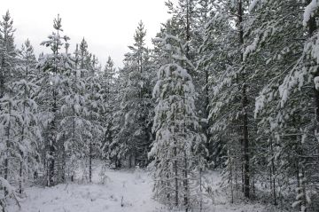 Myyty tila oli pääosin nuorta ja jonkin verran eri-ikäistä kasvatusmetsää, kuten Lapin luontaisesti uudistetuilla aloilla  usein.  