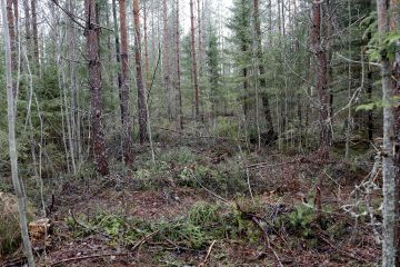 Työjälki poikkeaa käytäväharvennuksessa rajusti perinteisestä harvennuksesta. Muutaman metrin levyisiltä käytäviltä poistetaan kaikki puut, mutta käytävien väliset alueet jätetään kokonaan käsittelemättä. Näkymä suoraan ajouralta poispäin. (Kuvaaja: Sami Karppinen)