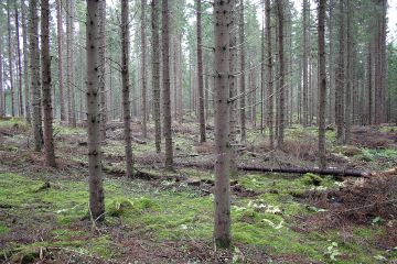 Metsätalouden taloudellisen kannattavuuden näkökulmasta ei ole olemassayhtä parasta metsänkasvatusmenetelmää, kertoo tuore kannattavuuskatsaus. Kuvan kuusikkoon on tehty varovainen poimintahakkuu, jolla tähdätään hitaaseen siirtymään kohti jatkuvapeitteistä kasvatusta. (Kuva: Valtteri Skyttä) (Kuvaaja: Valtteri Skyttä)