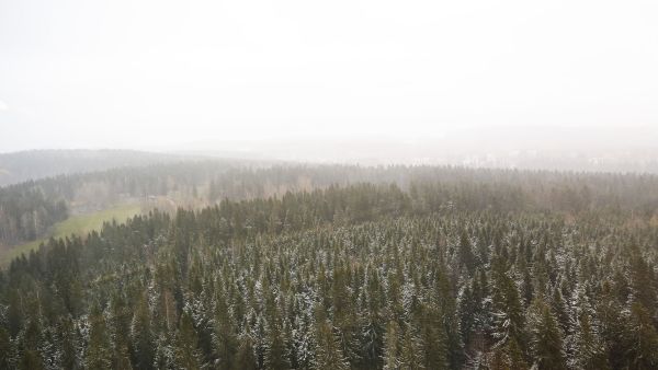 Näkymä ensi vuoteen on metsien osalta vielä utuinen. Metsien yllä leijailee niin uhkakuvia kuin uusia mahdollisuuksiakin.