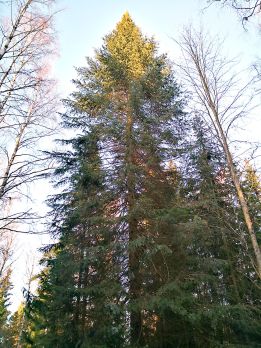 Siperianpihta on yksi suosituimmista ja kestävimmistä koristehavupuistamme. (Kuvaaja: Heikki Nuorteva)