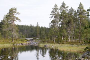 Mäntymetsän raja on pohjoisessa liikkunut ilmaston lämpötilojen mukaan. Yhtenäiset männiköt ovat kasvaneet 7000-6000 vuotta sitten alueilla, joilla nykyään kasvaa vain tunturikoivua. Kuva Vätsärin erämaasta Inarista. (Kuvaaja: Sami Karppinen)