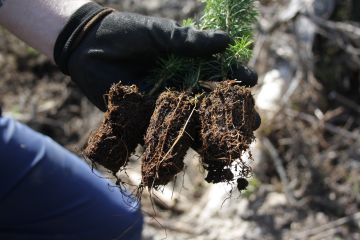 Markkinatilanne näyttää lupaavalta puukauppojen suunnitteluun, mutta metsänomistajan kannattaa helmikuussa muistaa varmistaa myös taimet kevään istutuksiin. (Kuvaaja: Valtteri Skyttä)