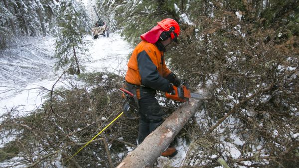Hankintatyön arvo on verovapaata 125 kuutiometriin saakka. Hankintatyöllä tarkoitetaan niin hakkuutyötä kuin puun kuljetustyötä. (Kuvaaja: Sami Karppinen)