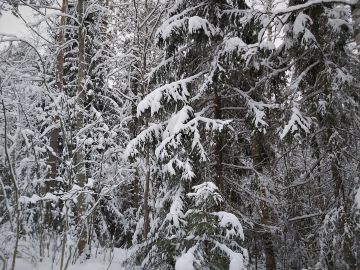 Lumista metsää on vaikea arvioida. Kuva: Hannu Liljeroos