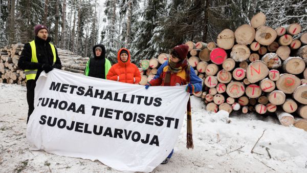 Elokapina vastusti Solbölen tutkimusmetsissä tehtäviä hoitohakkuita. Tukkien merkinnät ovat mielenosoittajien tekemiä. (Kuva: Seppo Samuli)