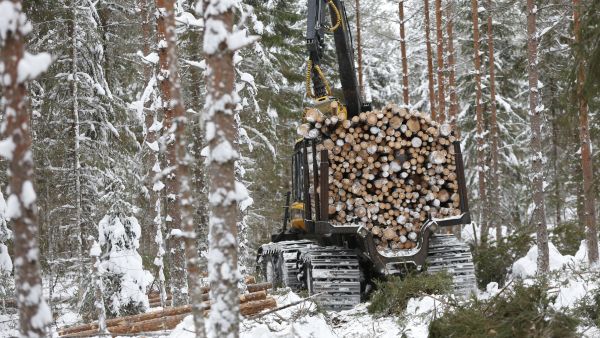 Puunkorjuuyritysten talous on tällä hetkellä pahimmissa kurimuksessa vuosikymmeneen huimasti nousseiden polttoaine-, varaosa- ja konekustannusten vuoksi. Kuvaaja Sami Karppinen.