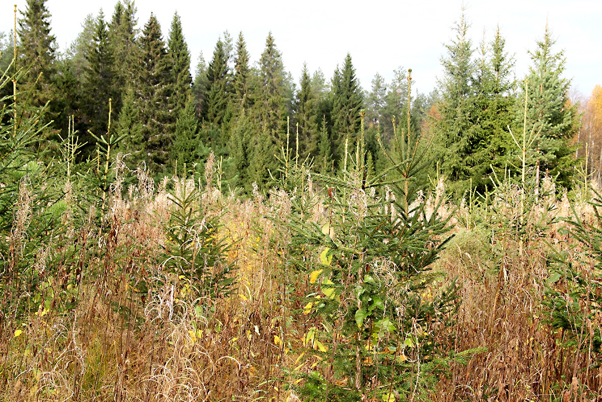 Metsänhoito | 20 kysymystä joutoalueiden metsityksestä