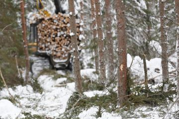 Ajourien keskimääräinen leveys harvennushakkuilla on lähes viisi metriä. (Kuvaaja: Sami Karppinen)