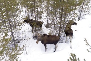 Hirvikannasta uutisoidaan yleensä keskiarvoluku, mutta se on osoittautunut viime vuosina aliarvioksi. Hirviä on tällä hetkellä 70 000–93 700. (Kuva: Hannu Huttu)