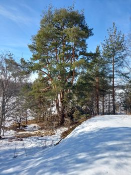 Nimimerkki JusuK kummasteli männyn haaroittuvaa kasvua.  