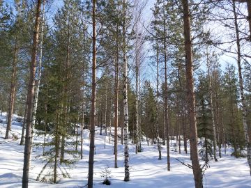 Kymenlaakson tilalla oli monia hyviä puolia, mutta myös muutamia miinuksia, kuten huonolaatuista koivua kuivan kankaan sekapuustona. (Kuvaaja: Hannu Liljeroos)