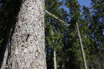 Jatkuvan kasvatuksen koealoja on mitattu Etelä-Suomen kuusikoissa jo 30 vuoden ajan. Jatkuvan eli eri-ikäiskuusikon puuntuotos on osoittautunut ennakkokäsityksiä suuremmaksi ja suurten puiden alla kasvavien alikasvoskuusten elpymiskyky oletettua paremmaksi. (Kuvaaja: Valtteri Skyttä)