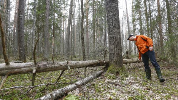 Päijänteen mhy:n Henri Mommon mukaan suojelun kysyntä kasvaa, joten suojelusopimusten valmisteluun on lisätty resursseja. Kuvassa suojeltu lehtometsä Hankasalmella Keski-Suomessa. (Kuvaaja: Sami Karppinen)