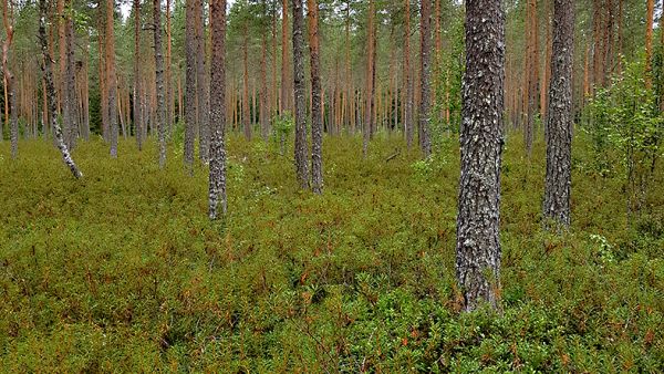Ojitus voi johtaa tällaiseen lopputulokseen. (Kuvaaja: Samuli Joensuu)