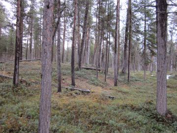 Inarin yhteismetsän kaivosyhtiölle myymä alue kuuluu IFL-verkostoon.