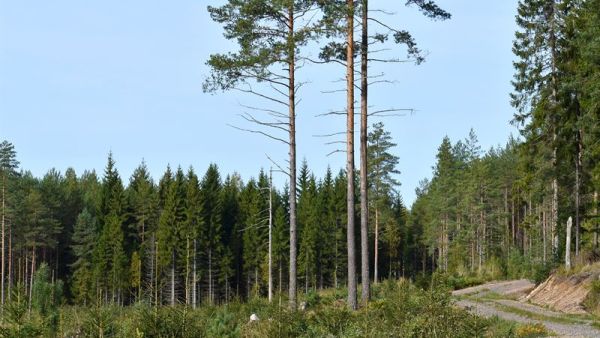 Monimuotoisuuslisän avulla Stora Enso kannustaa metsänomistajia jättämään metsiin aiempaa enemmän säästöpuita. (Kuva: Stora Enso)