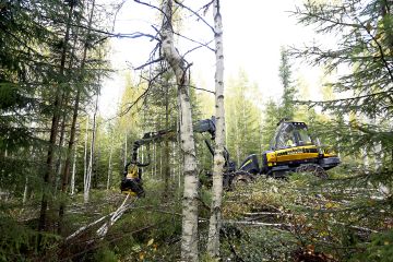 Kisa kuitupuusta kiihtyy, mikä alkaa näkymään nyt myös hinnoissa. Keski-Suomessa koivukuitupuusta on tarjottu harvennusleimikolla parhaimmillaan jo 27 euron kantohintaa. (Kuvaaja: Sami Karppinen)