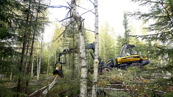 Kisa kuitupuusta kiihtyy, mikä alkaa näkymään nyt myös hinnoissa. Keski-Suomessa koivukuitupuusta on tarjottu harvennusleimikolla parhaimmillaan jo 27 euron kantohintaa. (Kuvaaja: Sami Karppinen)