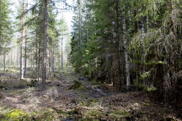 Suojelualueen reuna erottuu tiivispuustoisena selkeästi muusta maastosta ja ilmentää, ettei metsää ole aikoihin hakattu tai hoidettu. (Kuvaaja: Jyrki Luukkonen)