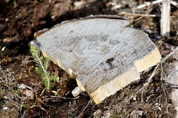 Tänä keväänä istutettavien puiden pitäisi vastata moniin odotuksiin. Edellinen puusukupolvi on kasvanut hurjaa vauhtia, mutta kuusen kohdalla saman tempun toistaminen ei ole itsestäänselvyys. (Kuvaaja: Sami Karppinen)