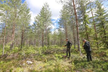 Metsäkeskuksen elinkeinopäällikkö Matti Virkkunen laskee onkivavalla pyörähtämällä pystyyn jääneiden puiden lukumääriä ja metsäneuvoja Kari Turunen kirjaa tuloksen. ääosa Uuraisilla sijaitsevasta kolmen hehtaarin suuruisesta männiköstä on selvästi ensiharvennettu liian aikaisin. (Kuvaaja: Sami Karppinen)