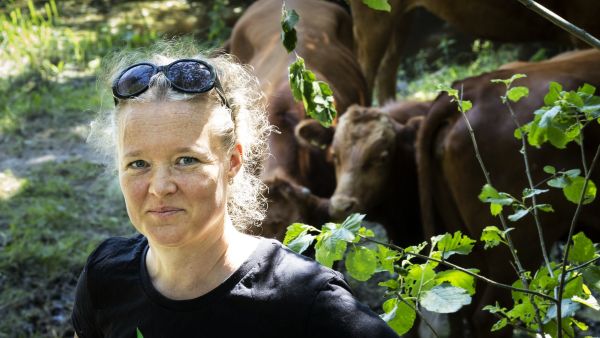 Metsähallituksen projektipäällikkö Martina Reinikainen kertoo, että Hindsbyn luonnonlaitumelle on istutettu harvinaistunutta pikkuapolloperhosta. Lehmien laidunnus on suunniteltu niin, ettei perhonen häiriinny.  (Kuvaaja: juha metso)