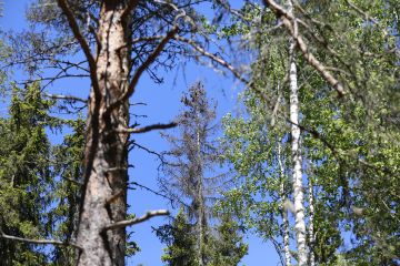 Kuusentähtikirjaajat ovat iskeytyneet kuusen latvukseen ja kuivattaneet sen. (Kuvaaja: Sami Karppinen)