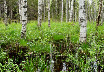 Rajauspäätöksellä suojeltaisiin jatkossa myös tulvametsiä. (Kuva: Mikko Suonio)