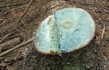 Kantokäsittelyssä palataan normaaliaikaan mahdollisesti elokuussa, sillä ministeriö 
valmistelee kantokäsittelykautta lyhentävän asetusmuutoksen kumoamista.