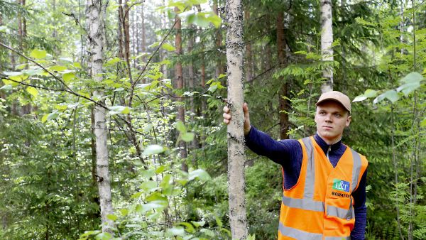 Energiapuuhakkuussa myös rungot, jotka eivät täyttäisi kuitupuun mittoja, korjataan talteen. Ennakko-raivauksessa nämä rungot jäävät pystyyn, näyttää Laanian (Lassila Tikanojan ja Neovan yhteisyritys) metsäpalveluasiantuntija Erkki Kuosmanen. Hän esitteli energiapuun korjuuta Petäjävedellä kesäkuussa. (Kuvaaja: Sami Karppinen)