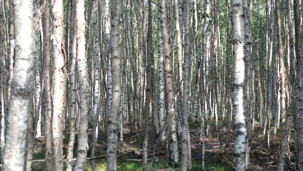 Pohjois-Pohjanmaalla kasvava 31-vuotias suonpohjalle luontaisesti syntynyt energiapuukoivikko on hakkuukypsä. Puuta koivikossa on noin 200 kuutiota hehtaarilla. (Kuvaaja: Lasse Aro)