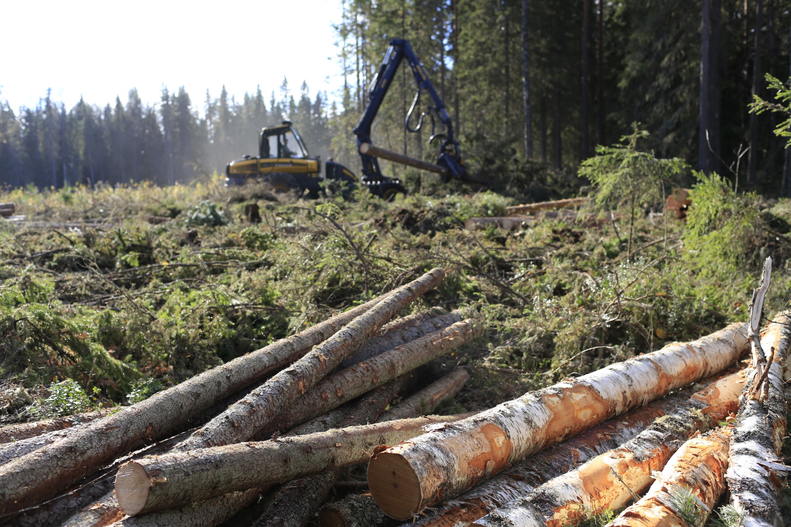 Puumarkkinat | Nyt on puulle tarvetta