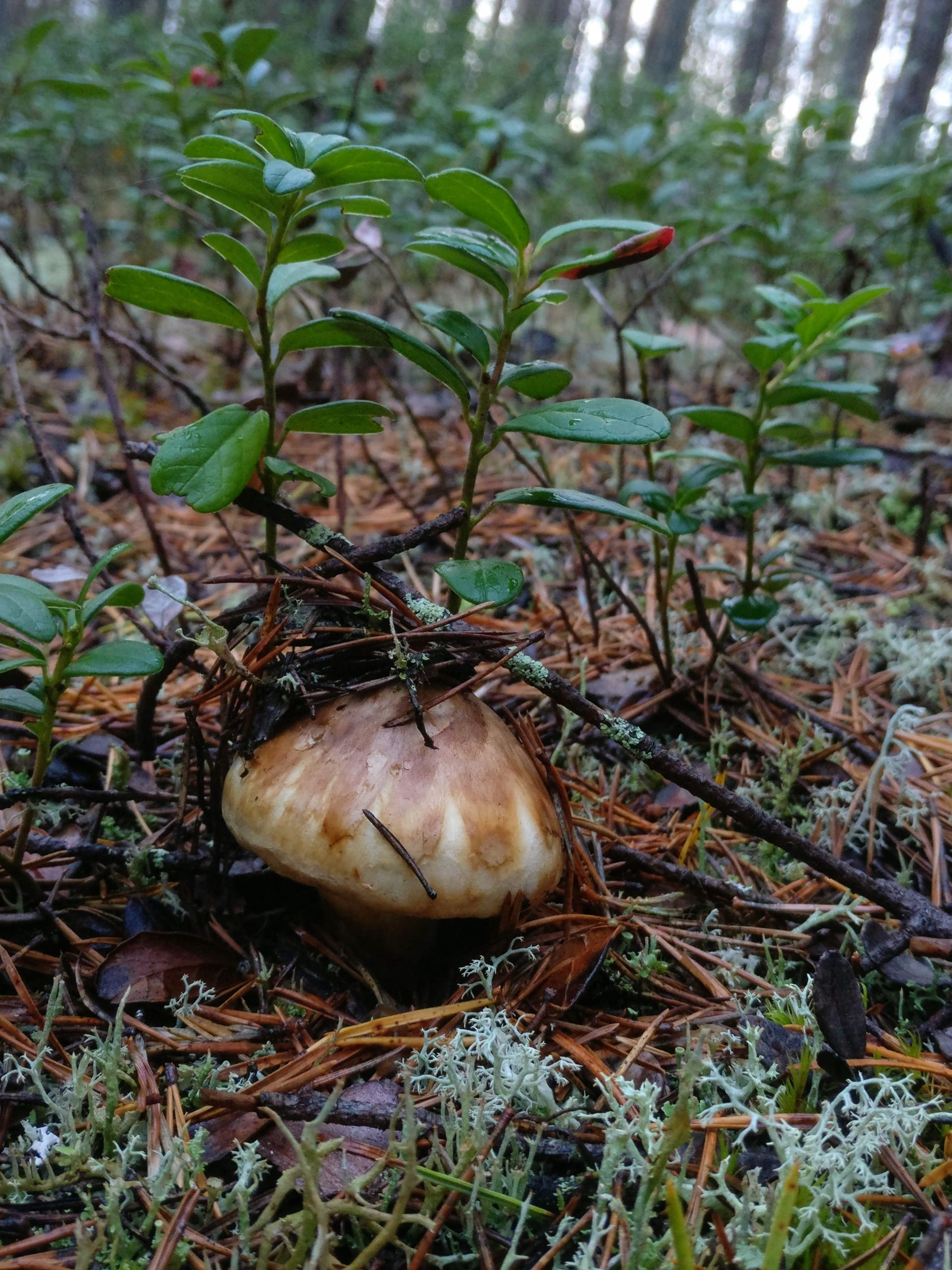 Parfyymin tuoksuinen mäntymetsien herkku