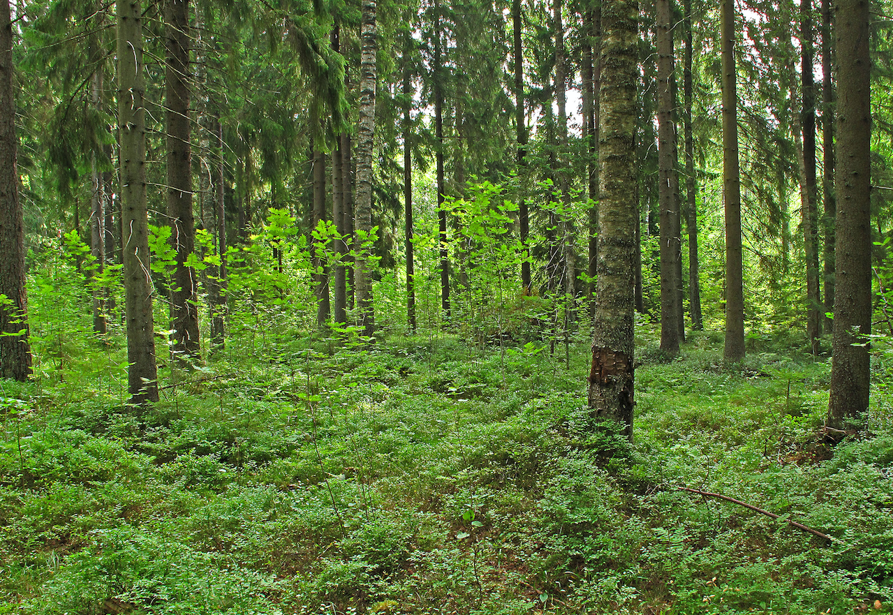Kasvupaikat: Kasvupaikoista yleisin