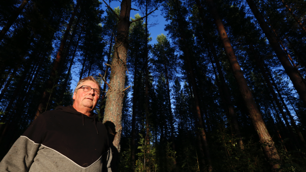 Markku Savolainen on saanut kotitilan metsät Eero veljensä kanssa kovalla työllä erinomaiseen kasvukuntoon. Suurin osa kuvioista tuottaa nyt tukkipuuta kiihtyvällä tahdilla. (Kuva: Sami Karppinen)