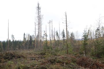 Säästöpuiden jättäminen on yksi luonnonhoidon toimenpiteistä. (Kuvaaja: Sami Karppinen)